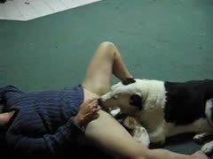 A flawless cougar lets her K9 have oral sex with her lovely ass.